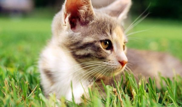 为什么要喂猫草，猫草多久喂一次