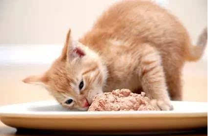 猫咪为什么要吃猫粮，吃肉不是更好么？