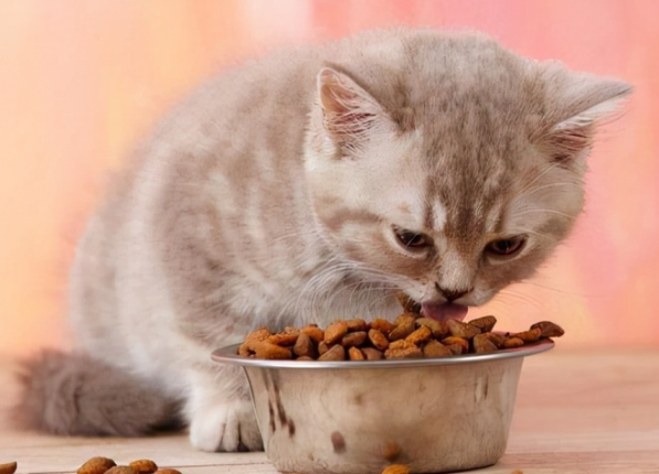 八种错误的喂猫习惯，你做过吗？