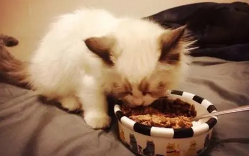 给猫咪喂猫粮的时候怎么控制用量？