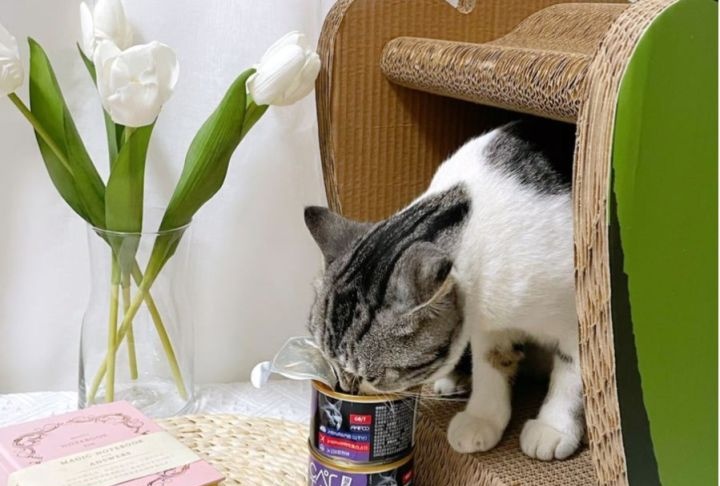为什么猫咪会吃猫砂？