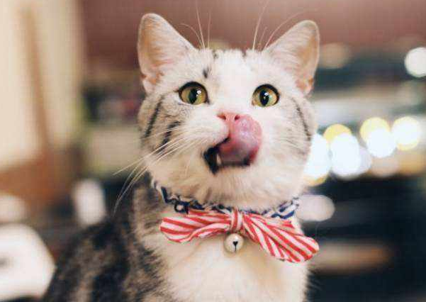 猫咪吃猫粮口臭怎么办？
