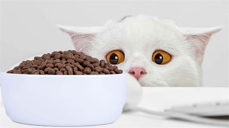 猫粮的成分和配料是什么