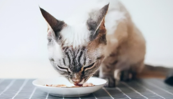 偷偷告诉你，这些食物，对于猫咪来说是“人间美味”