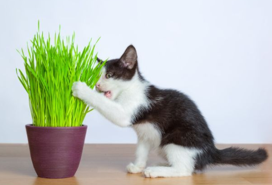 猫草适合最小几个月的猫咪吃