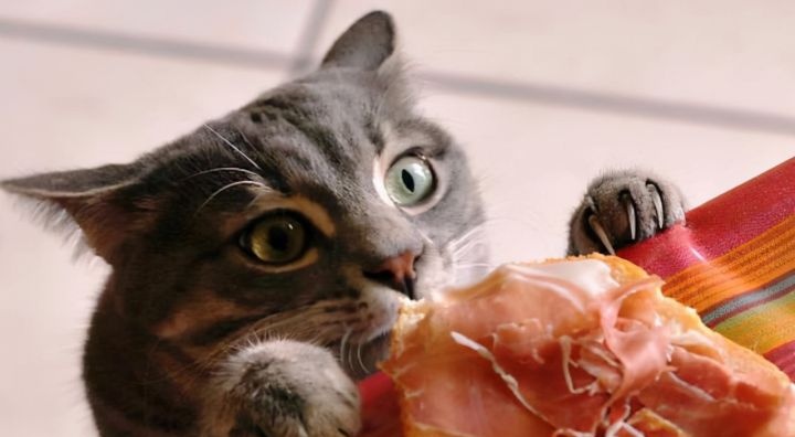 这5类食物不能天天给猫吃，会害了它的