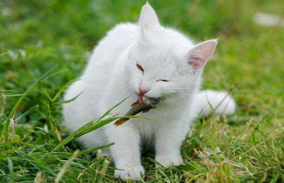 猫吐完整颗粒的猫粮是什么原因