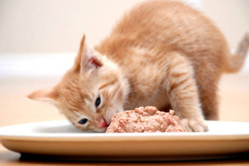 猫咪喜欢吃什么，猫咪爱吃的食物你知道吗