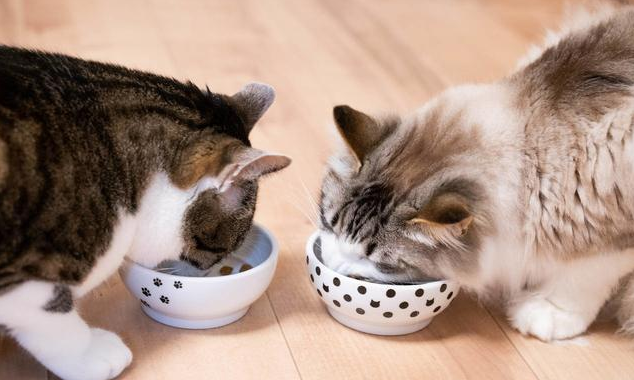 猫咪不能吃的食物，千万别再乱投喂！