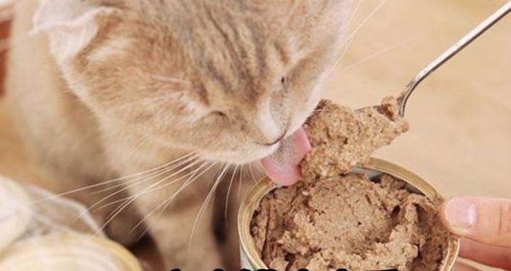猫到底吃猫粮好还是吃罐头好？