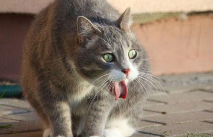 怎样分辨猫是否是正常的呕吐？