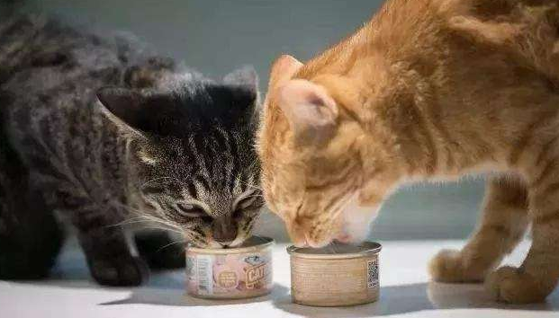 猫咪的零食罐多久喂食一次比较合适？