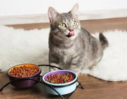 猫真的不能吃人类的食物吗？
