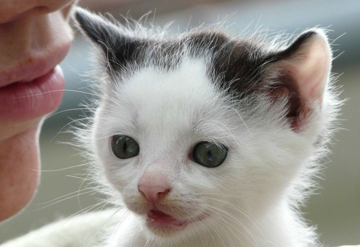 给猫咪喂食奶粉需要注意什么？