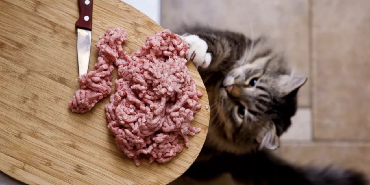 猫咪生骨肉喂食法（2）