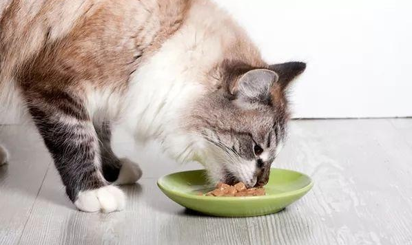 猫咪喂食的6大误区，相当于慢性“害猫”，很多人都在犯