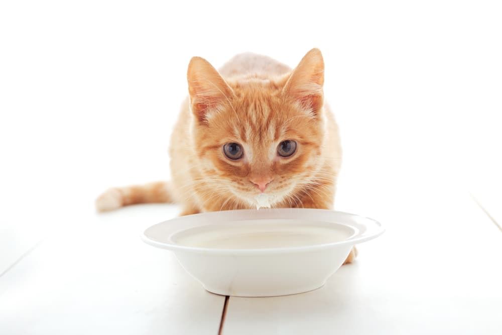 猫粮干燥缺水怎么办？补水新方案：每天喂猫喝点牛奶吧？