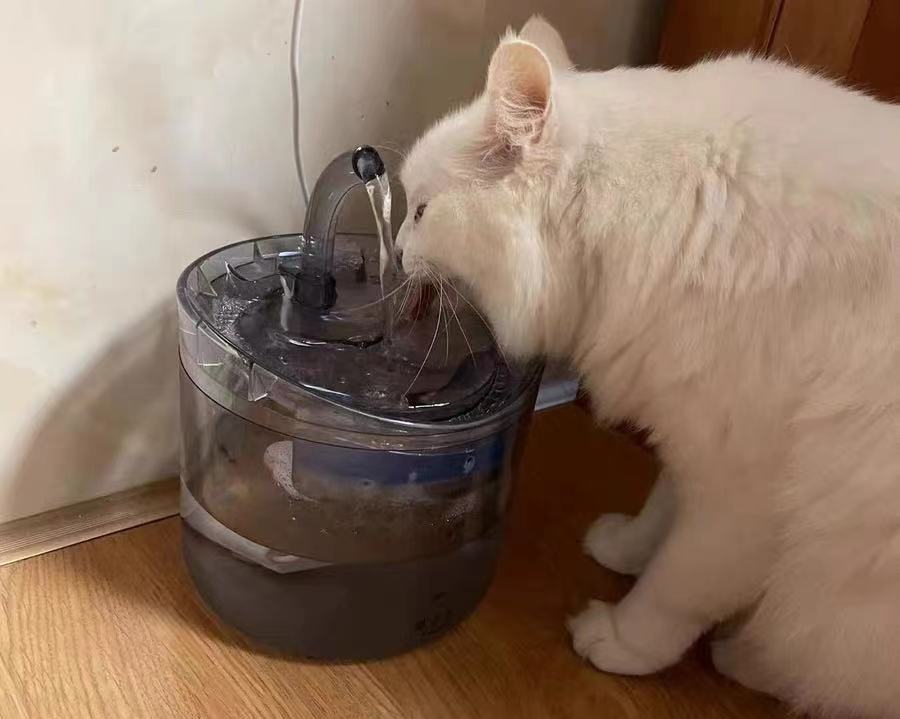 矿泉水，白开水，纯净水，蒸馏水，猫咪到底该喝什么水？