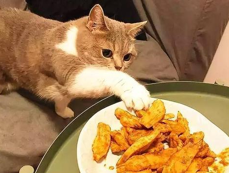 猫咪一直吃不胖，是猫粮的问题吗？