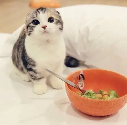 如何科学喂养自家猫咪？