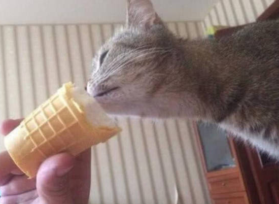 猫咪可以吃冰的东西嘛？