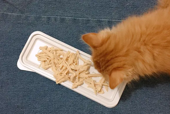 给猫吃什么好？猫粮？进口？国产？猫饭？